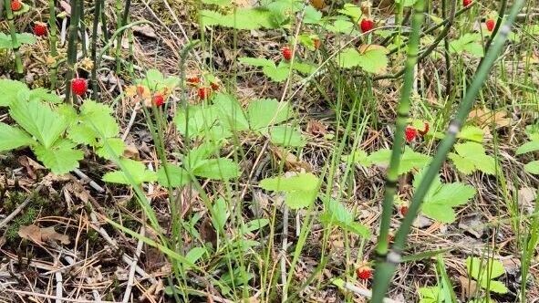     Источник: Грибники Тюмени и Тюменской области