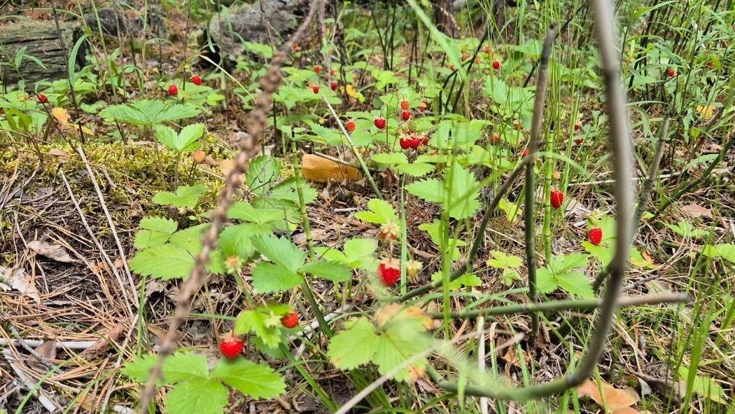     Источник: Грибники Тюмени и Тюменской области