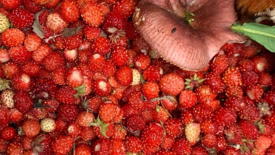     Источник: Грибники Тюмени и Тюменской области