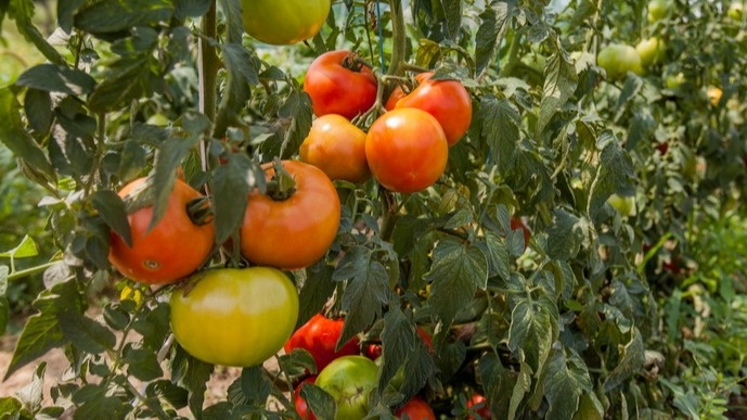 Разница видна уже через 9 дней после подкормки хлебными корками