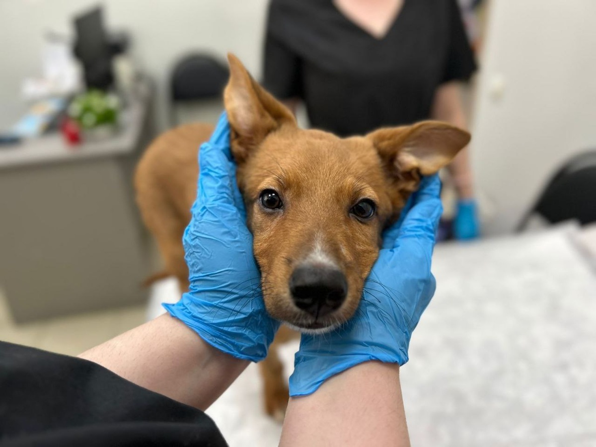 Переломов нет, только сильный ушиб!