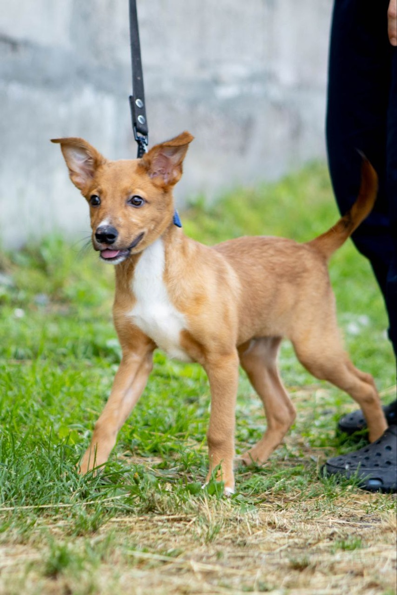 Цой безумно жаждет общения, с радостью подставляет пузико для почесушек и с восторгом мчится на прогулку