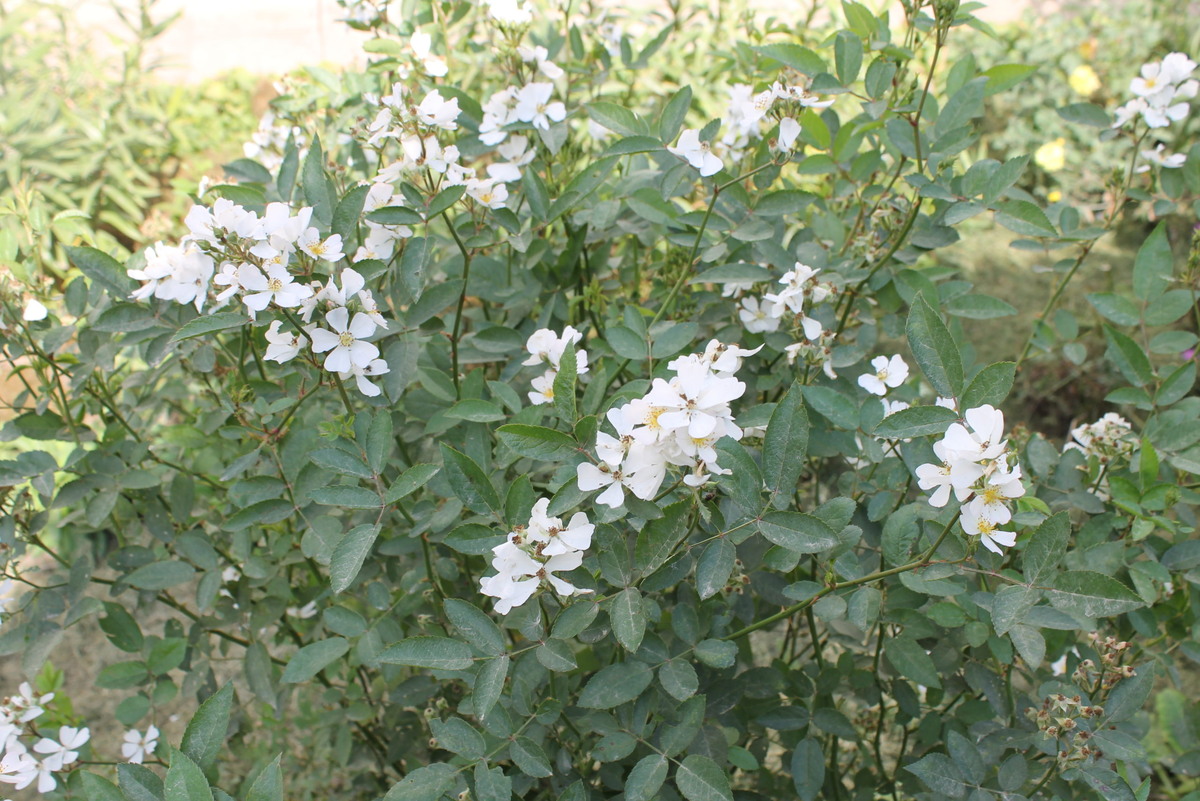 За почти 20 лет махровых цветочков так и не появилось... Нет даже полумахровых...