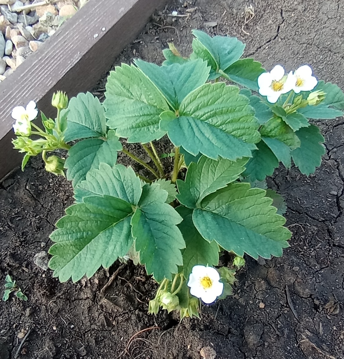 Листики и лепистки никто не поел👍 