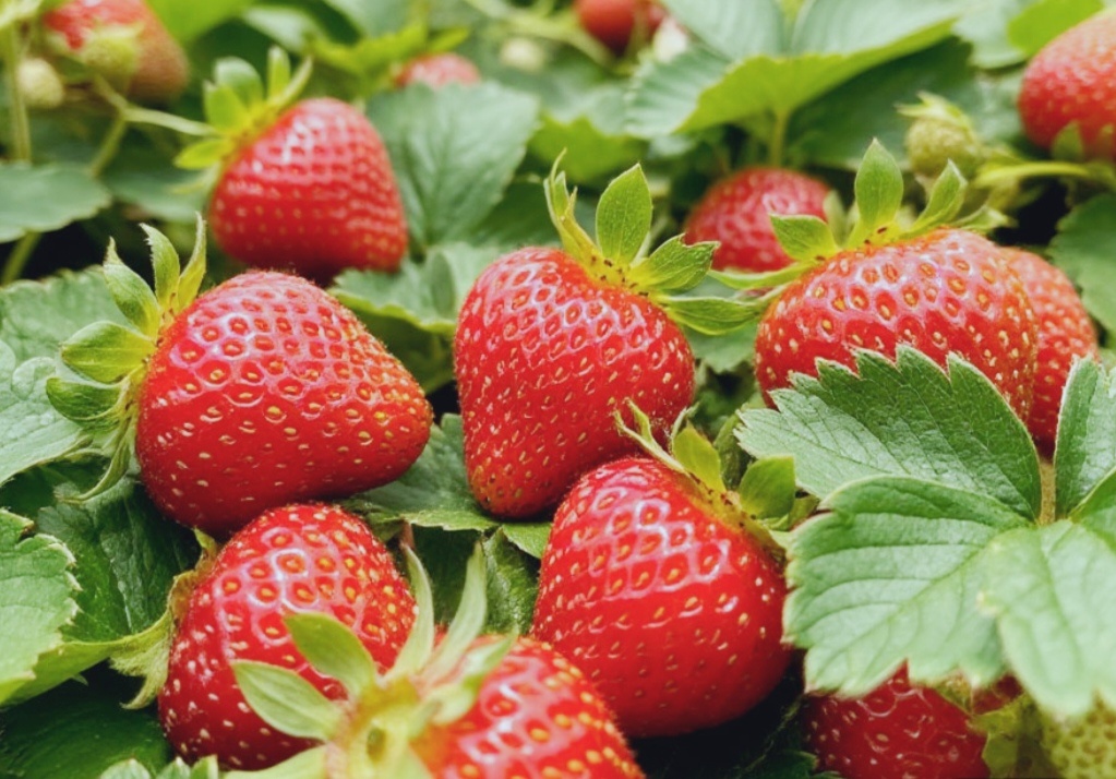 Клубника🍓