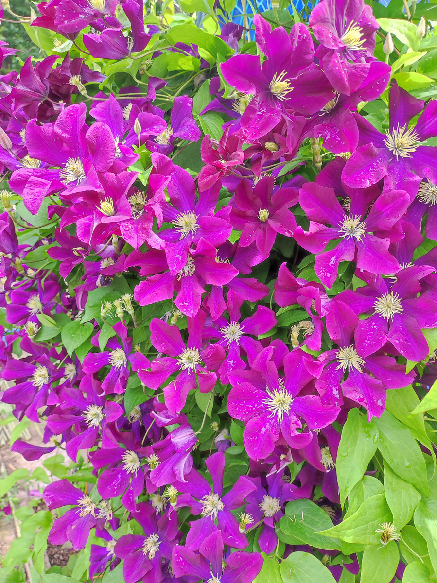 Мой клематис 2 -я группа обрезки, июнь 2025. Фото автора.