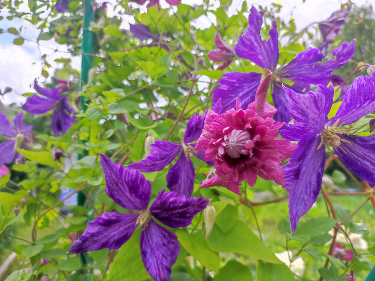 Спасённые клематисы от гриба Вильт, заражены были в сезон 2023 года. Сейчас цветут июнь 2025 год. Фото автора.