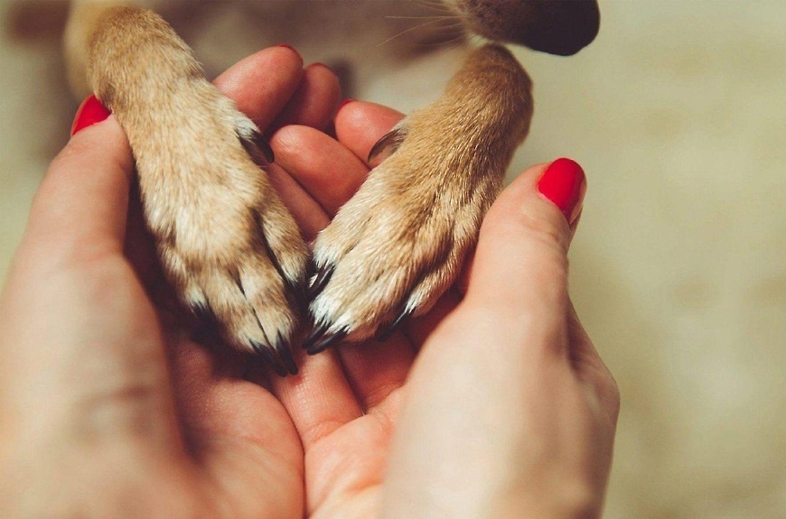 источник фото: https://agoch.ru/files/image/86/68/78/lg!0yh5.jpg