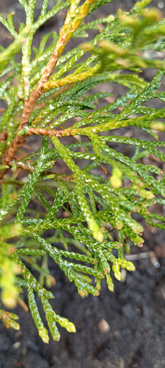 Такие необычные "иголки", структура как вязаная 🧶