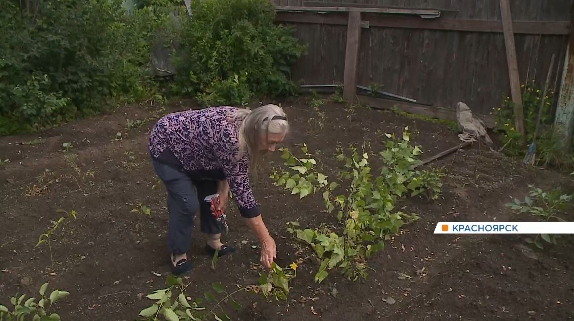     Красноярские дачники края спасают огороды от аномальной жары