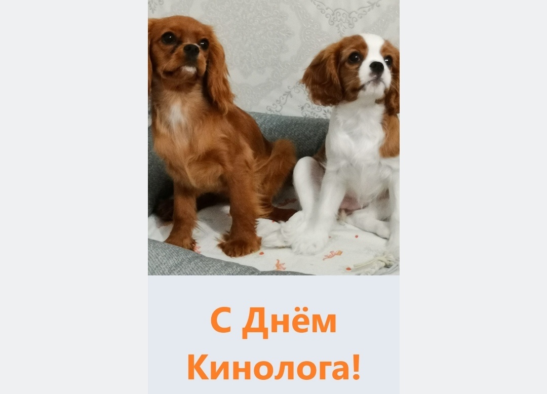 На фото Милка (5 мес)  и Эллис (3 мес), 22.06.2024 г.