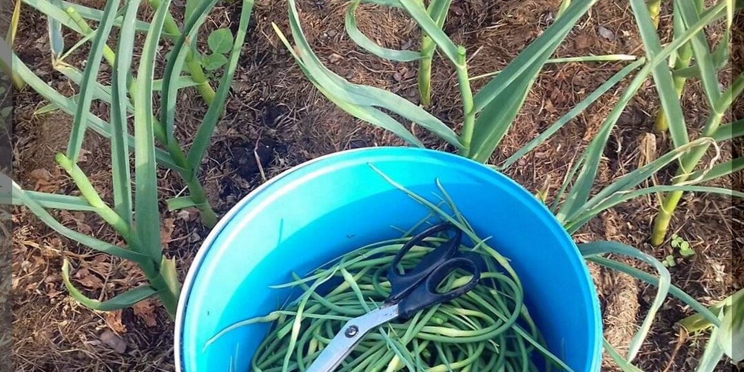 Чеснок в конце июня: как увеличить размер луковиц, предотвратить гниение чеснока, правильно удалить и заготовить впрок чесночные стрелки