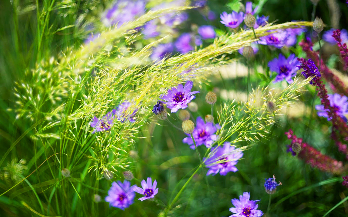 Луговые травы.