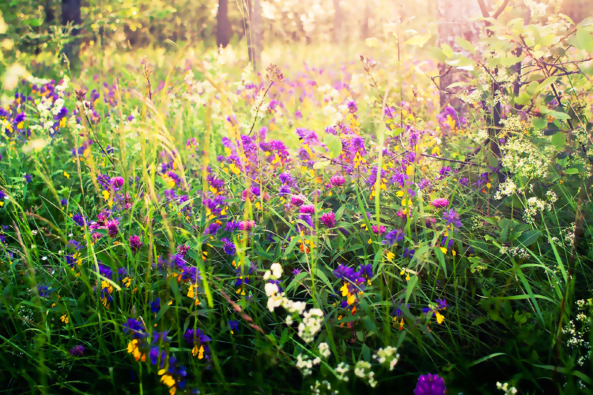 Лесные травы.