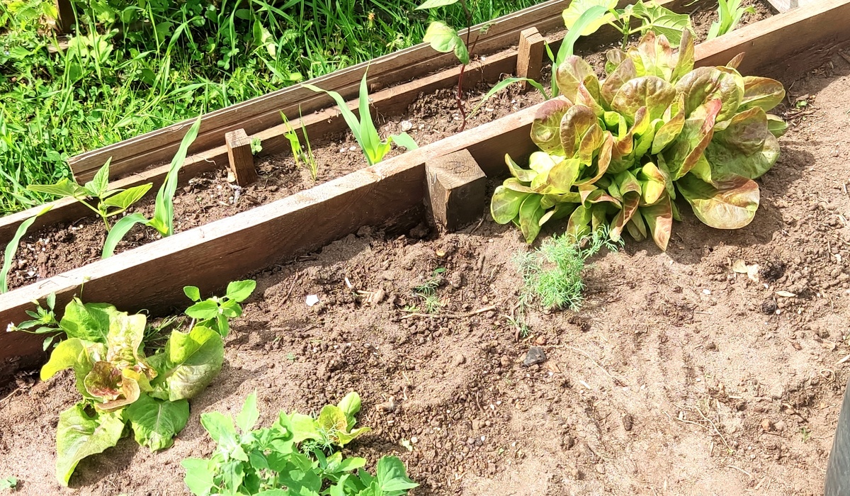 Справа 1 растение, слева целая куча в одном месте