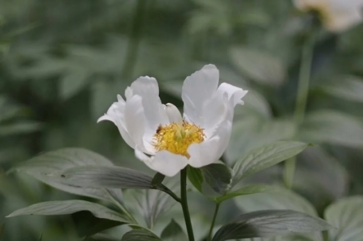    В Тверской области цветёт редкий целебный цветок восточной медицины