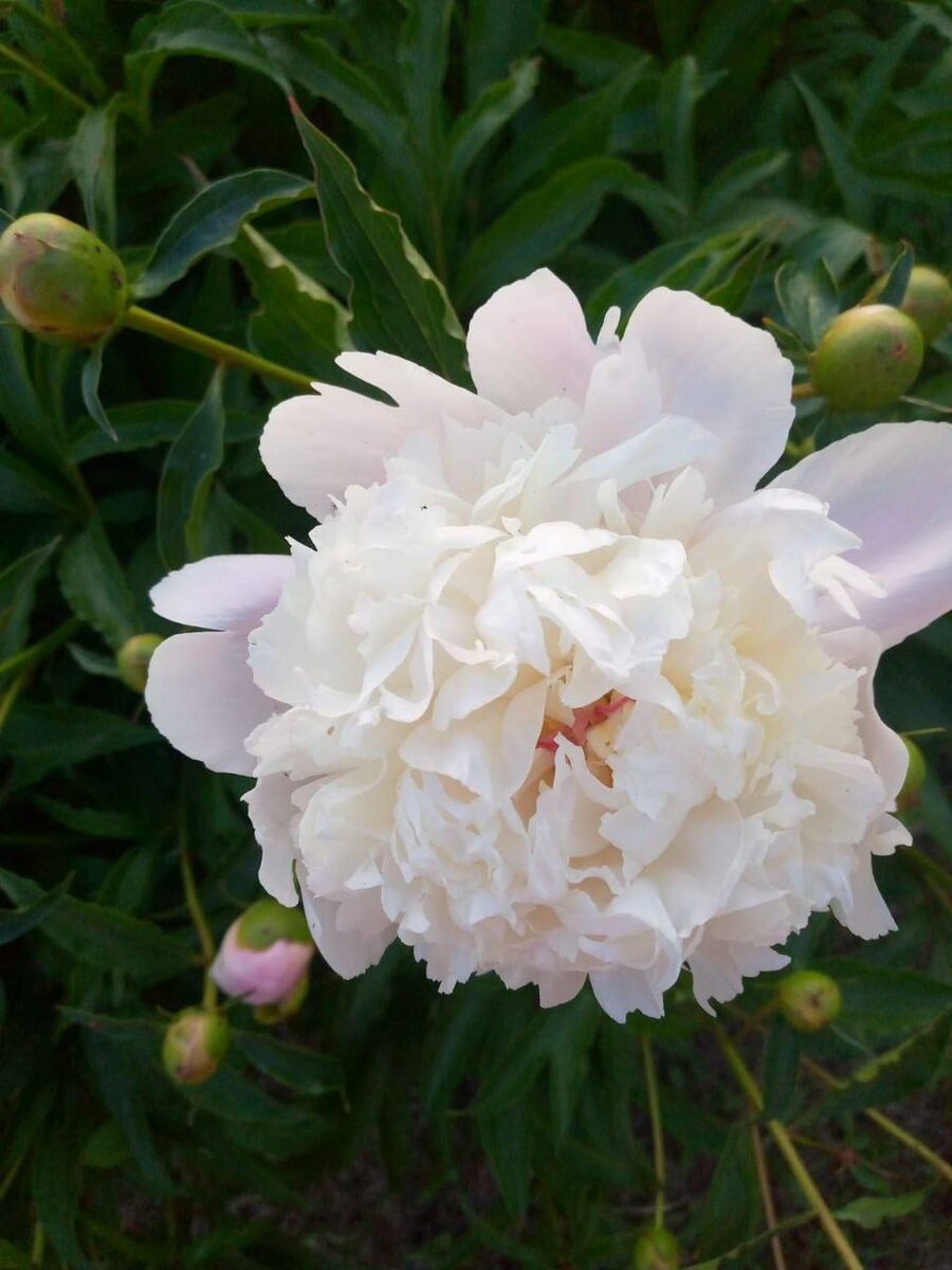 Фото с моего телеграмм канала https://t.me/Ninel_Ninel56