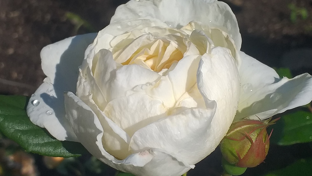 Бутоны после дождя.