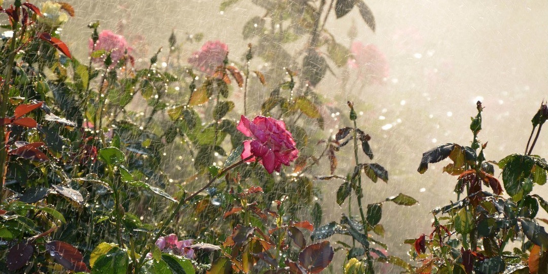 Сырое, дождливое, холодное лето - как помочь растениям на участке