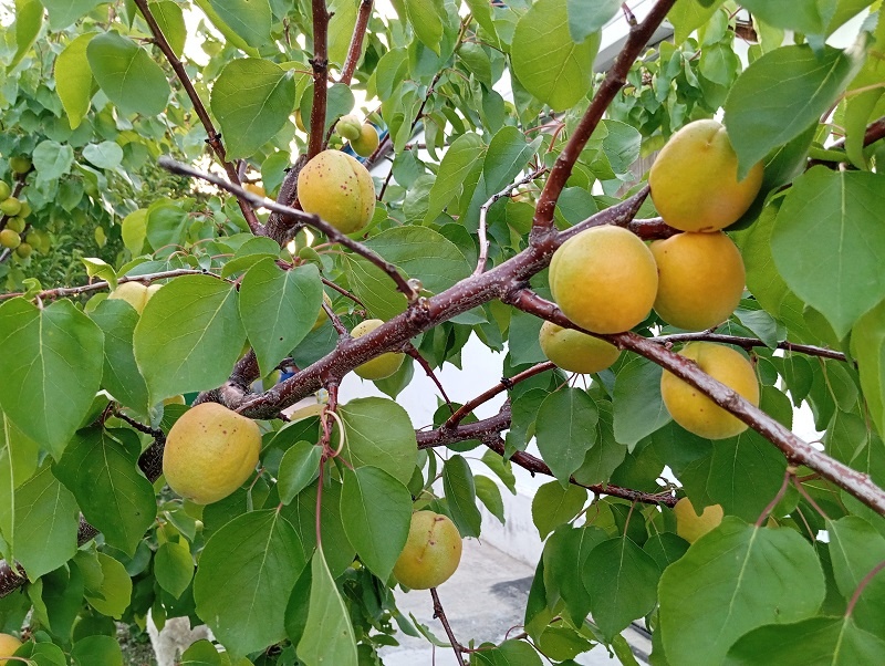 Фото автора. Абрикосы) Не жерделя - а именно абрикосы) 