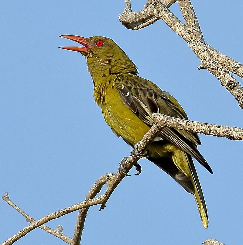 Мангровая иволга Австралии