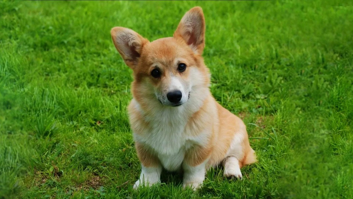 Красавчик на прогулке 