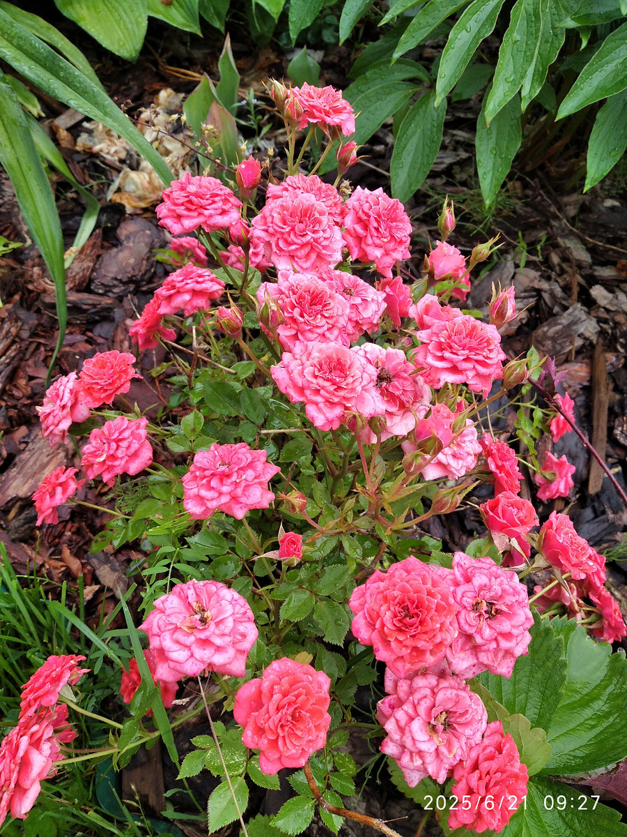 Низкорослый сорт