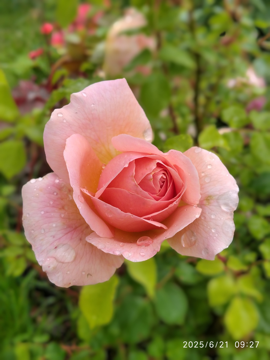 Чайная роза (фотографии в галере мои)