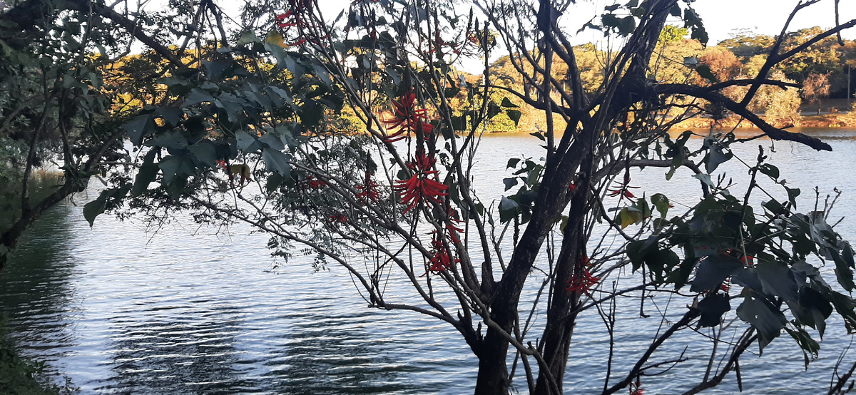 Город Кампинас (штат Сан-Паулу)