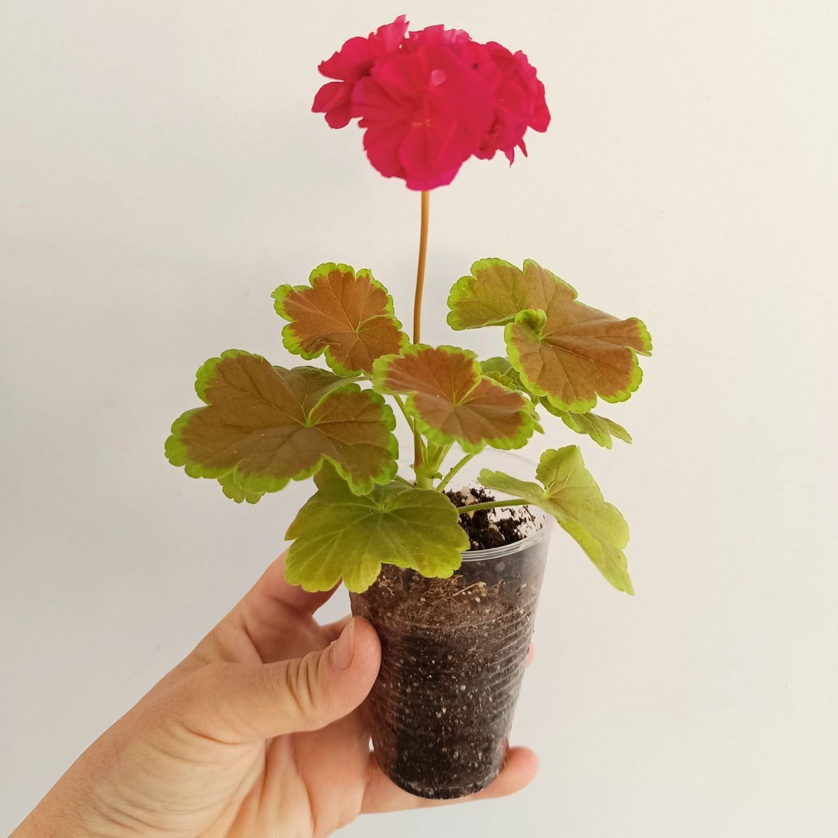 Пеларгония Grandeur Deco Caramel Violet. Черенок