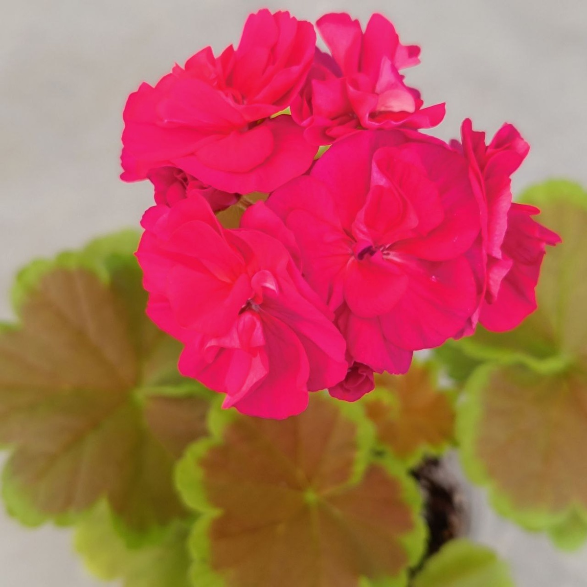 Пеларгония Grandeur Deco Caramel Violet