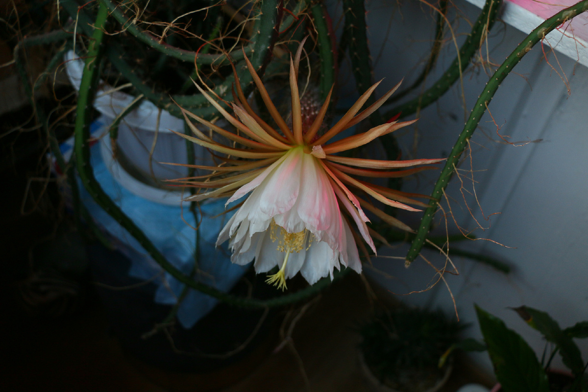 Цветение селеницереуса Царица ночи. Июнь 2025г. Фото автора блога