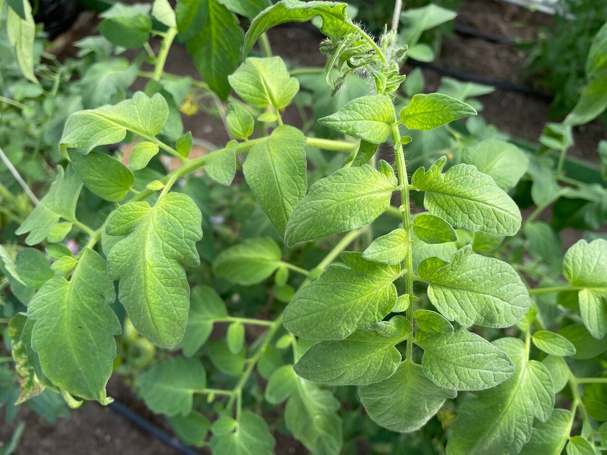 Дефицит железа у томатов. Фото автора