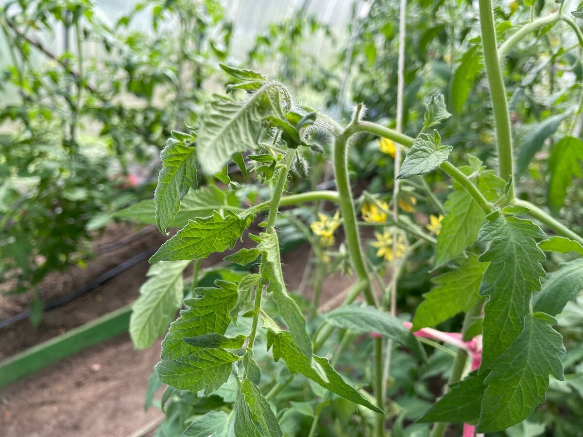 Верхние листья виснут как тряпочки. Дефицит меди. Фото автора