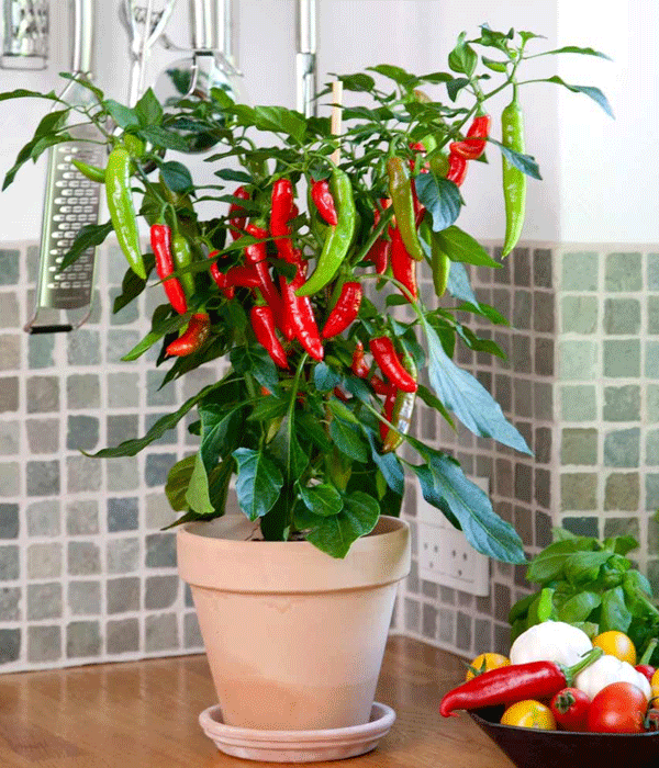 Фото с сайта Pinterest 