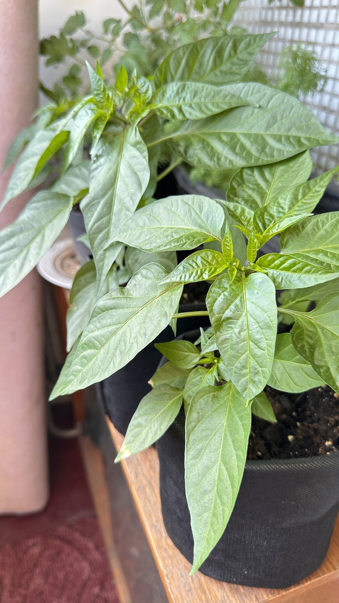 А у меня вот такой уже на балконе. Сорт ,,Огонёк,, - очень острый 🌶️ 