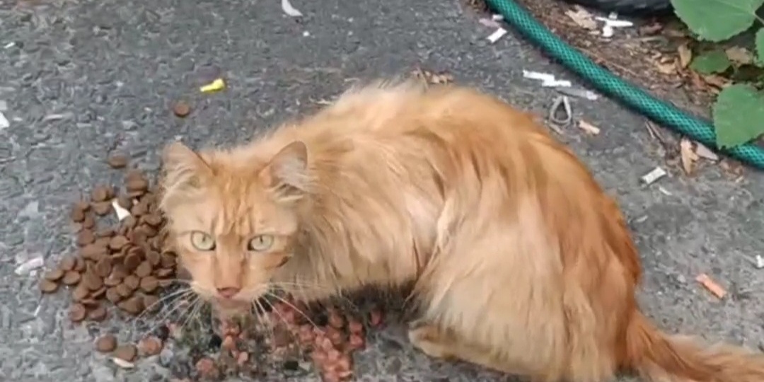 Курское приграничье. Животным нечего есть