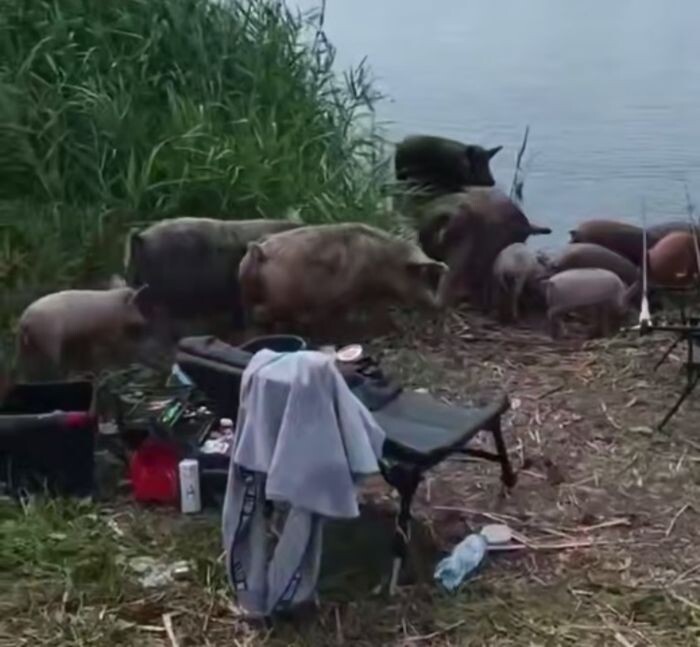 Источник фото: Соцсети/скриншоты с видео