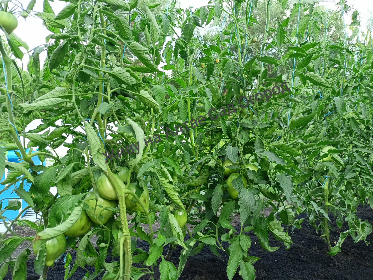 Высокорослые сорта томатов в открытом грунте