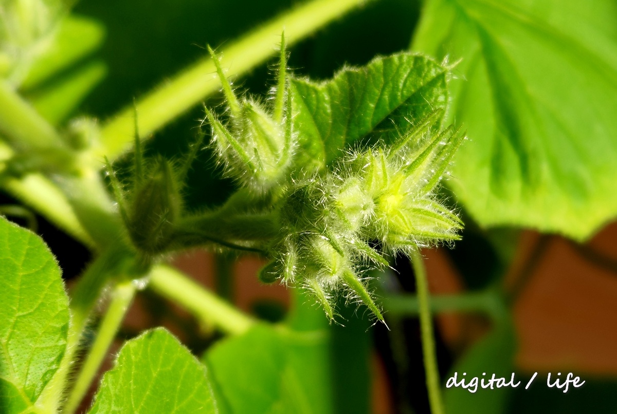 Они жили на кухне, на табуретке