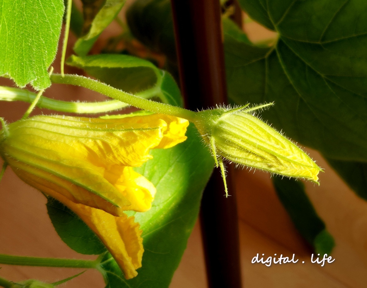 Сейчас они уже не такие сочные. и без тыквочек )))