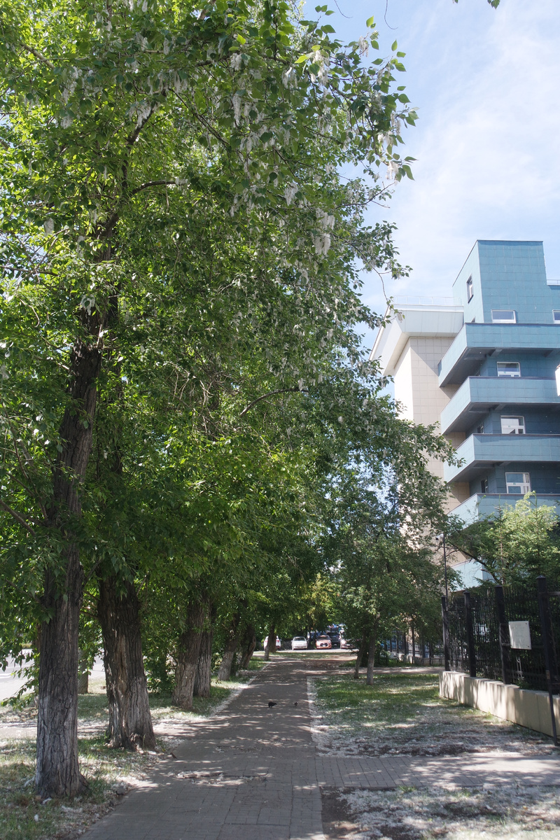 тополиная аллея: из двадцати шести учеников, посадивших эти тополя, с войны вернулись пятеро; позже - двое скончались от полученных ран; итого осталось три ученика из целого класса... 