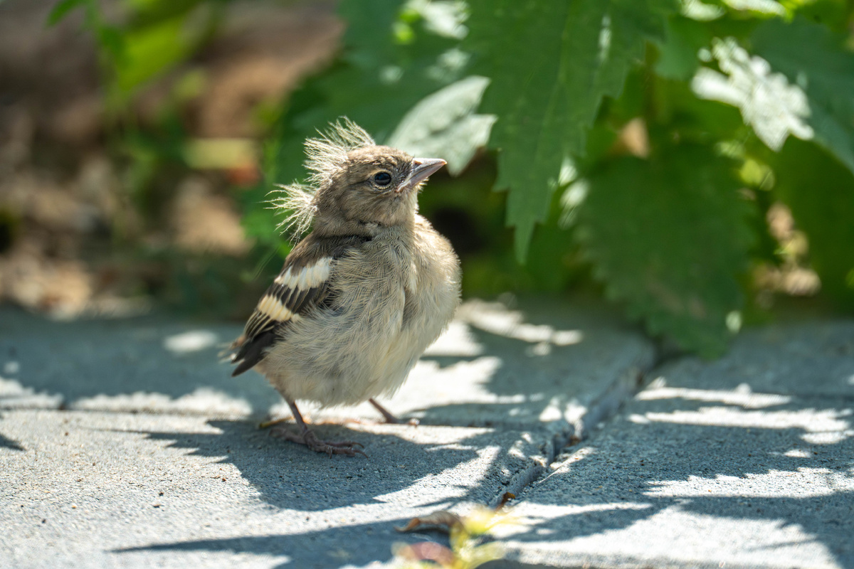 слёток зяблика