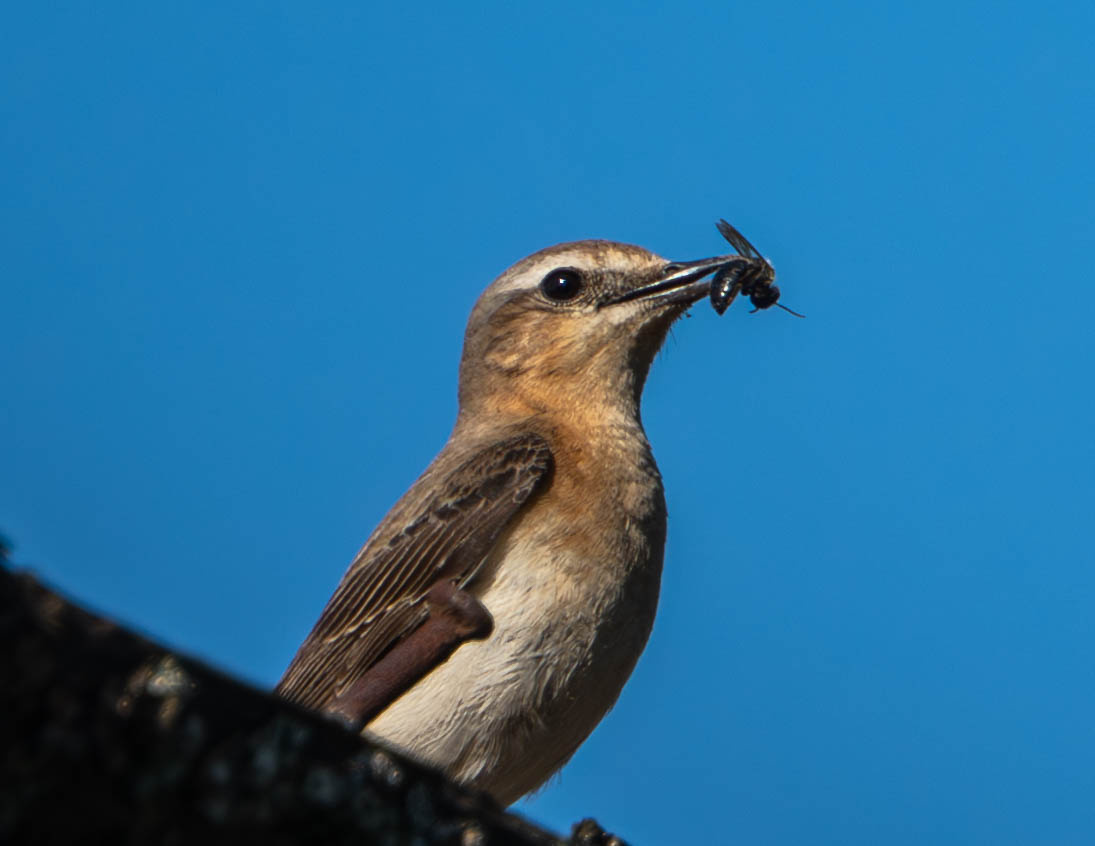 Обыкновенная каменка