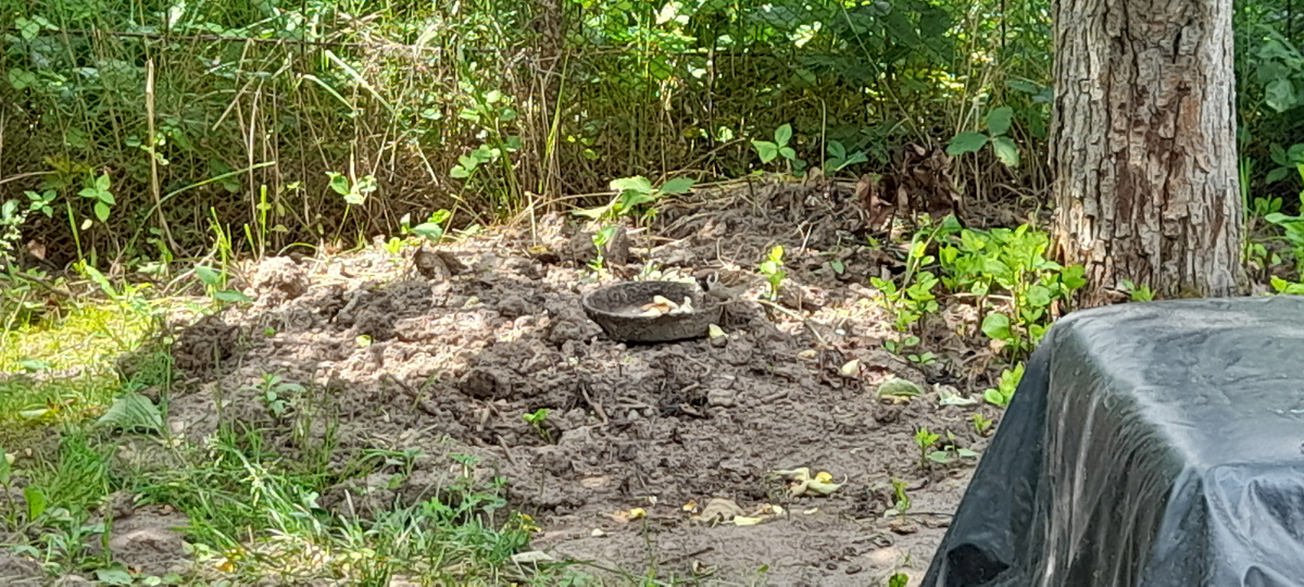 Тот самый воробей