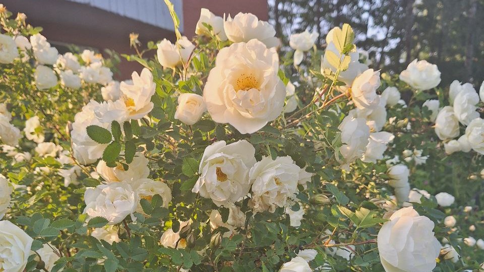 Любуюсь цветущим шиповником!