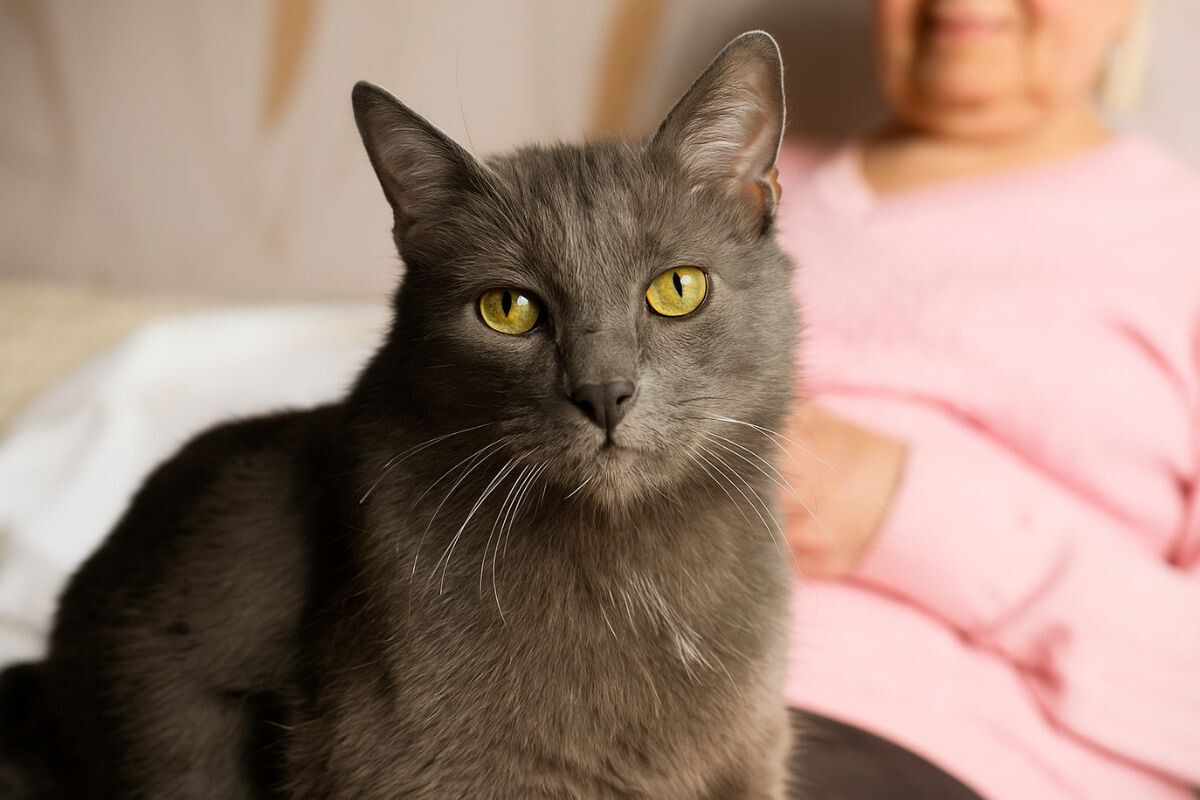 Деменция у кошек