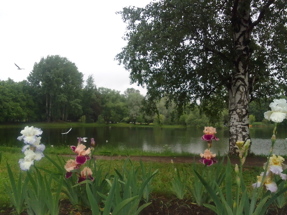 Парк Победы. Фото напоминает картинку из учебника литературы.