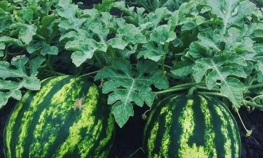 Сульфат аммония для арбузов: Почему такой сильный эффект при небольших дозах?