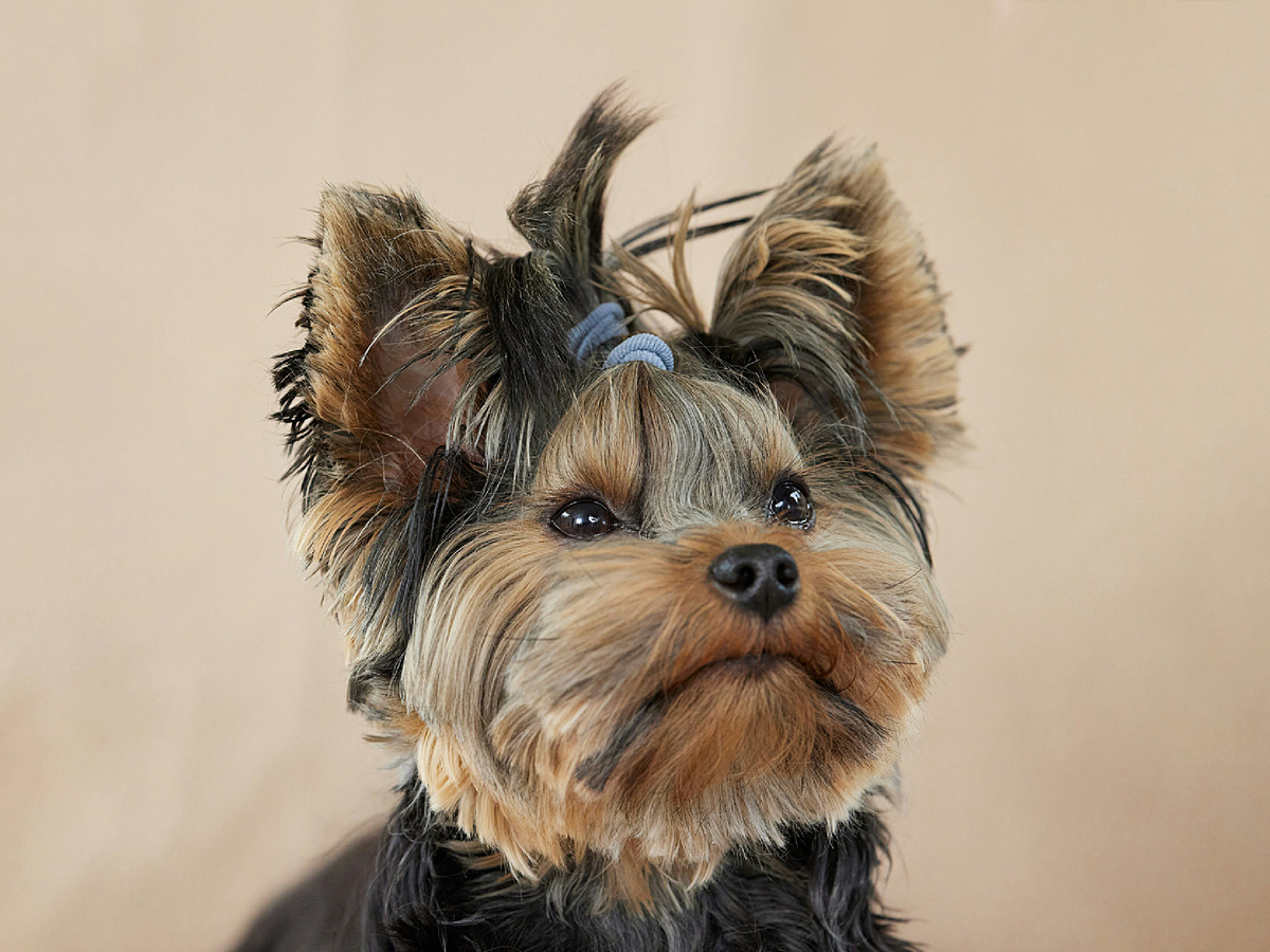 В далёкие времена йорков можно было повстречать на довольствии шахтёров, которые ценили собак за опыт в крысоловстве! И эти отвага, любопытство и энергия, которая словно гейзером бьёт, никуда не делись.